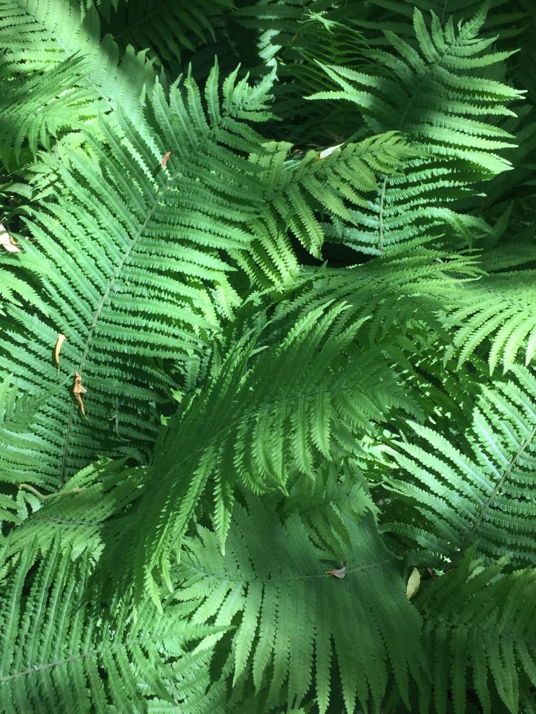 ferns